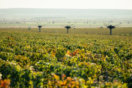 ruinart Taissy Vineyard