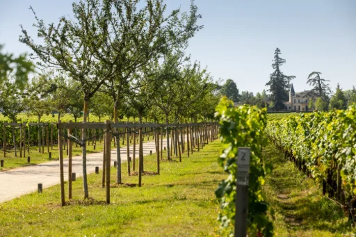 chteauchevalblanc The Estate